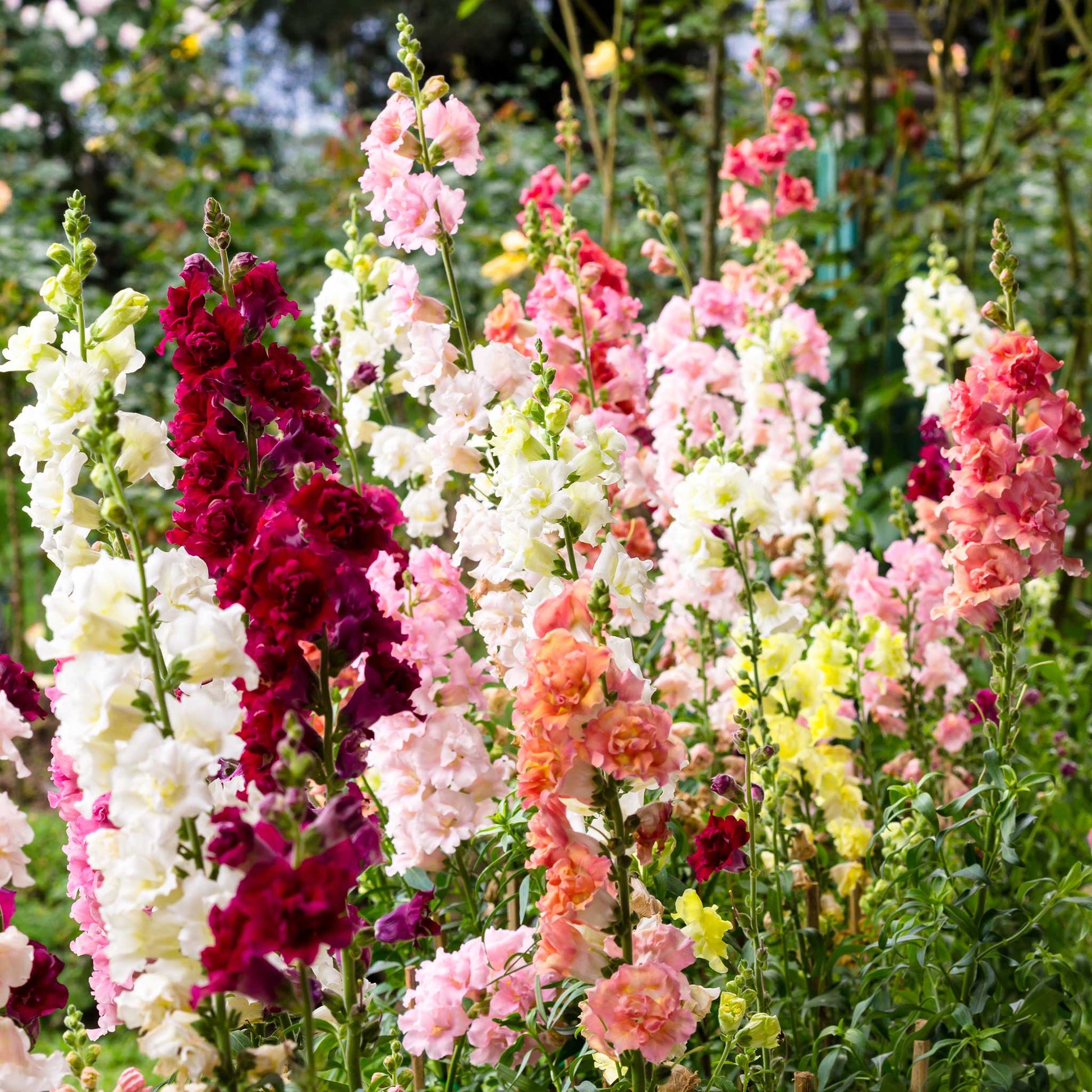 Snapdragon madam butterfly mix pink, yellow and orange flowers on blurred background