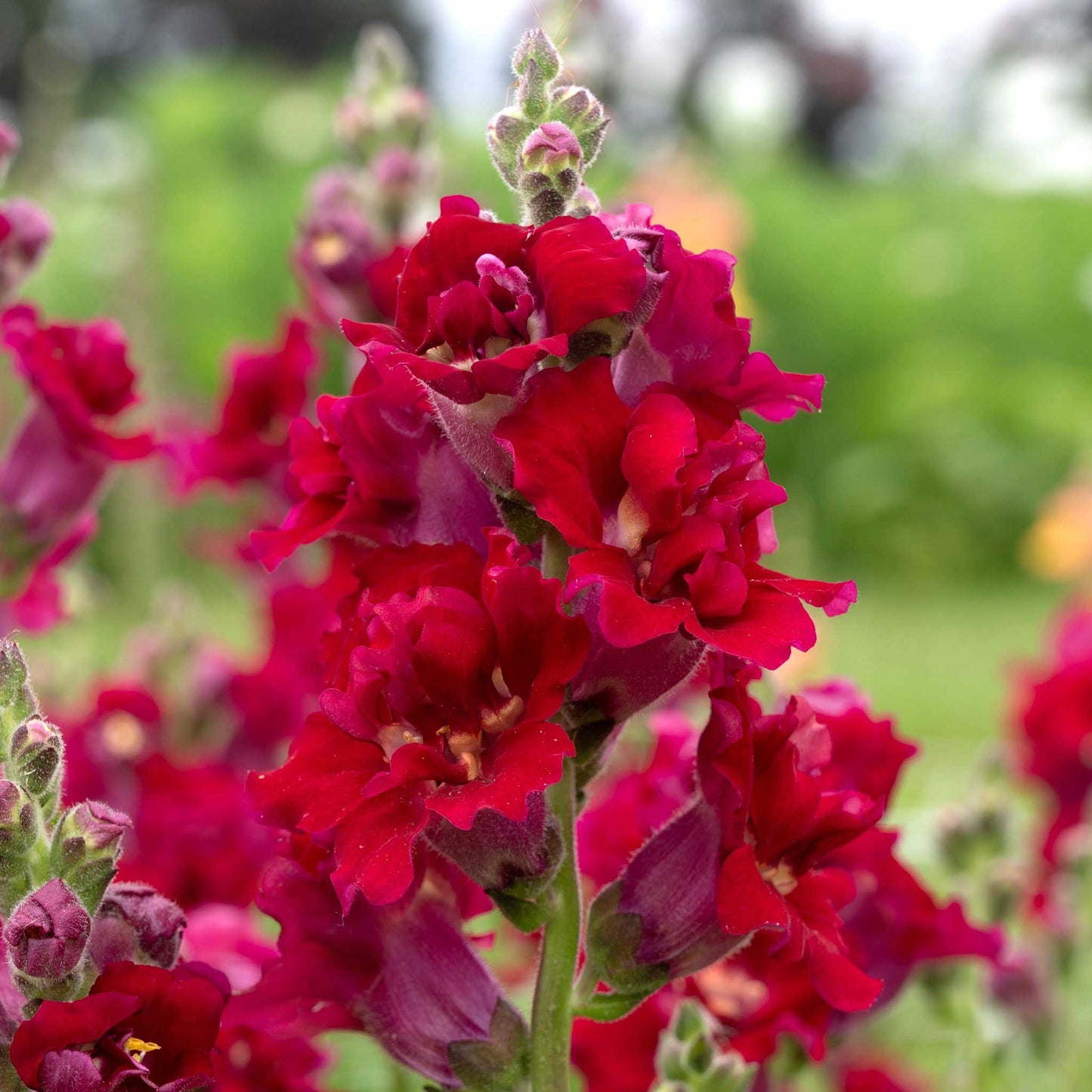 Snapdragon madame butterfly red blooms on a stem with a green stem background