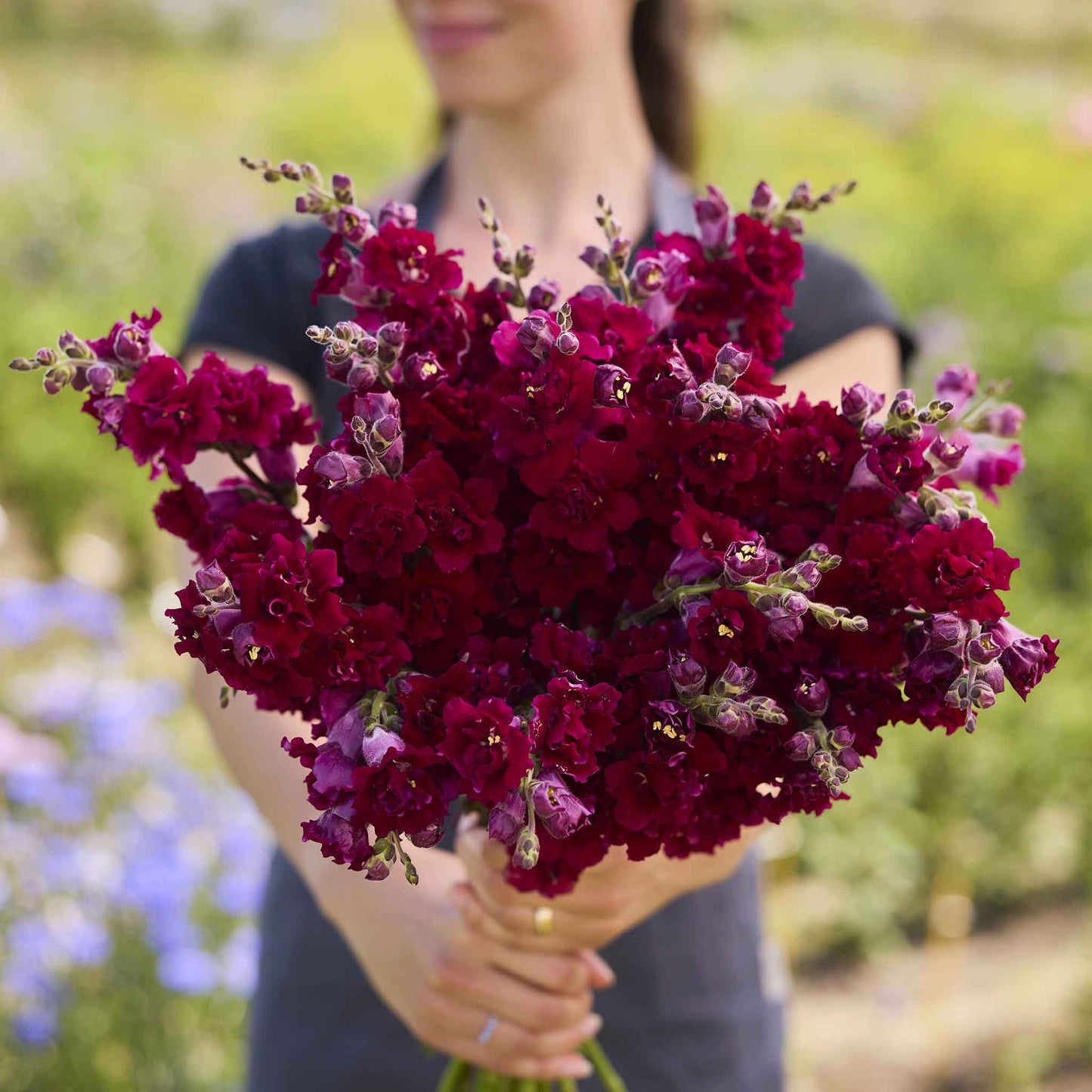 Snapdragon madame butterfly red deep red flowers with a green garden background