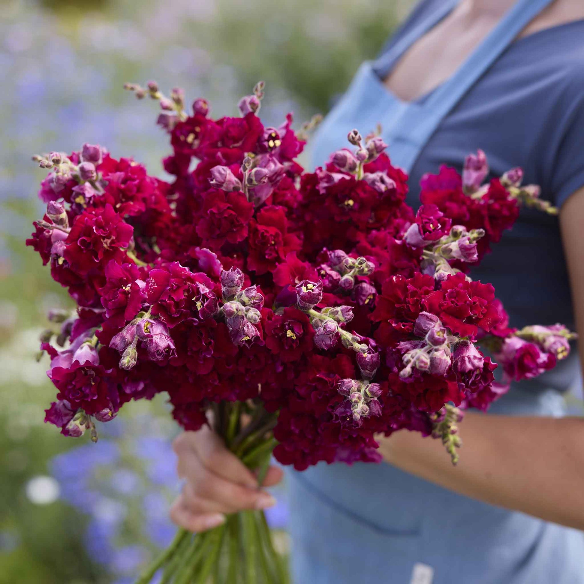 Snapdragon madame butterfly red vibrant red flowers against a soft green background