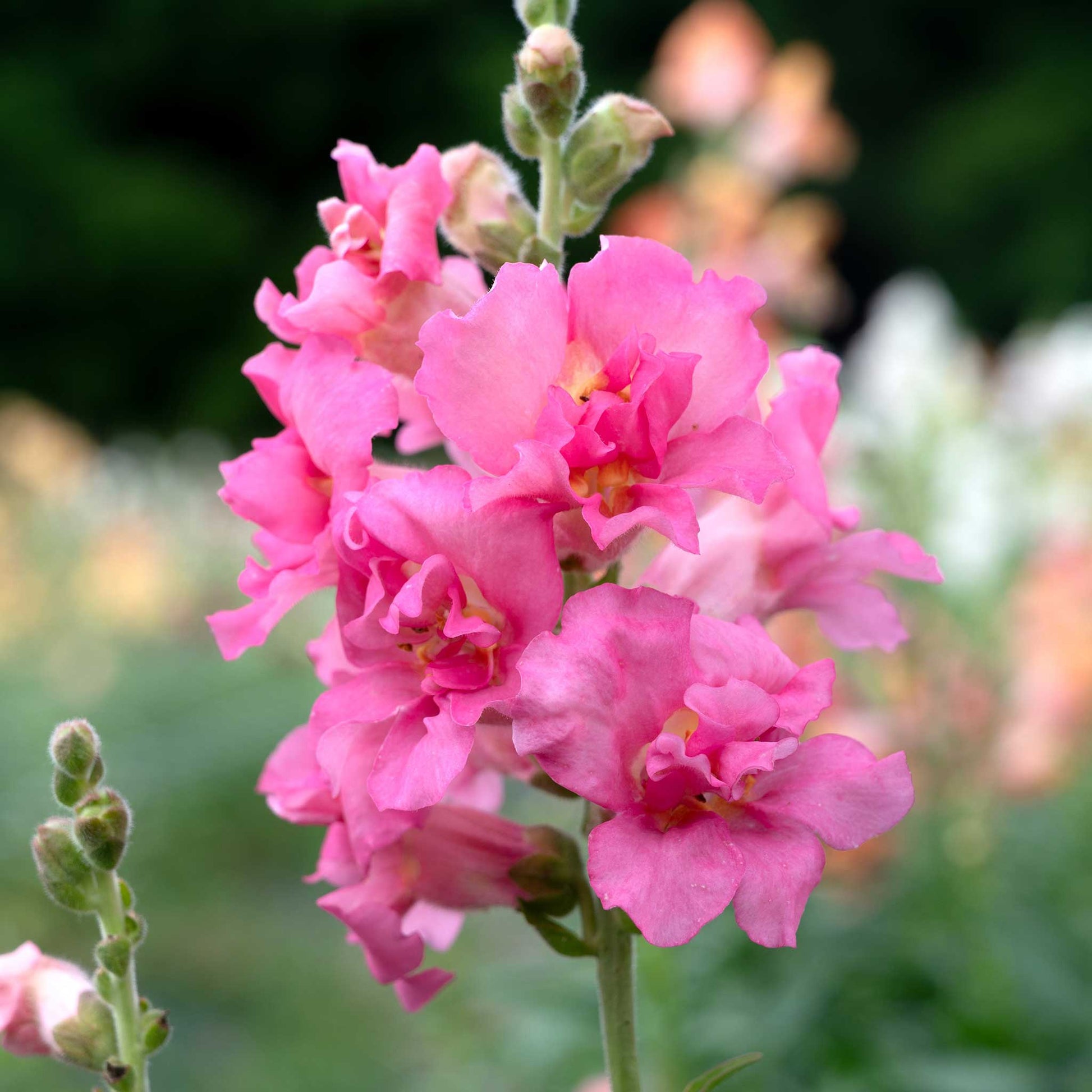 Snapdragon madame butterfly rose pink flowers with multiple blooms on green background