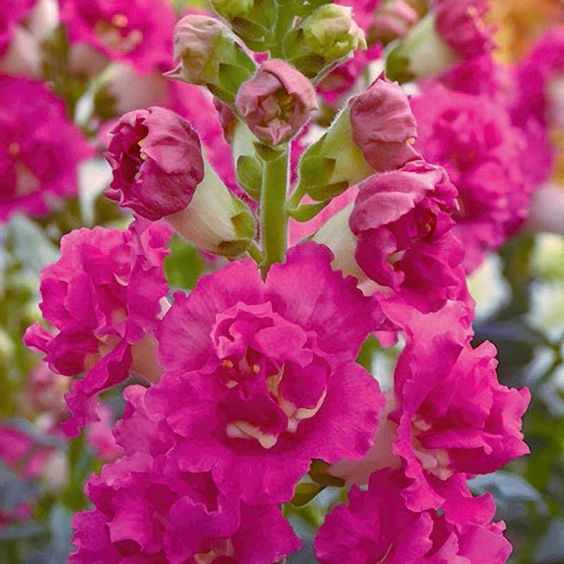 Snapdragon madame butterfly rose deep pink flowers on a blurred garden background