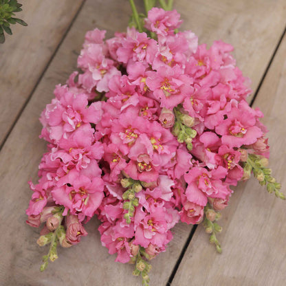 Snapdragon madame butterfly rose pink and orange flowers with green blurred background