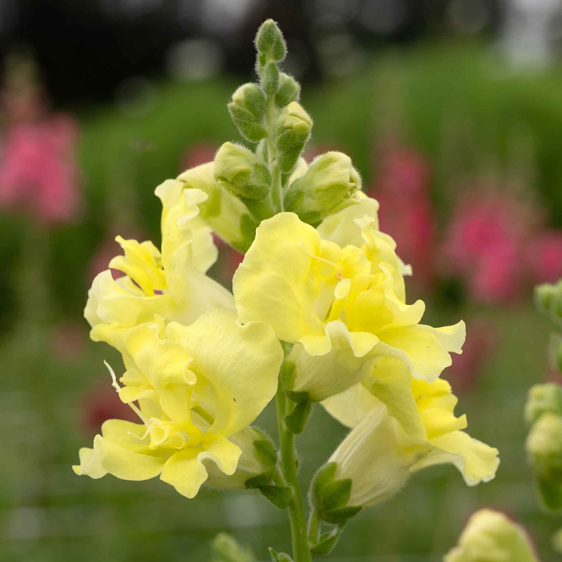 Snapdragon madame butterfly yellow bright yellow flowers with a green blurred background