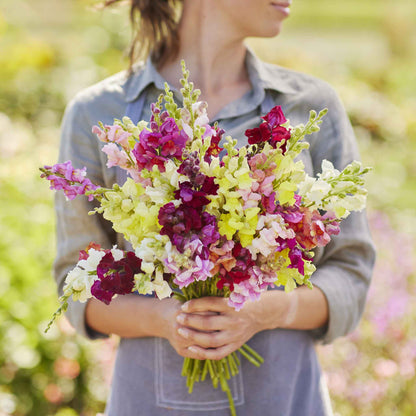 Snapdragon magic carpet mix colorful bouquet held by person against a blurred background