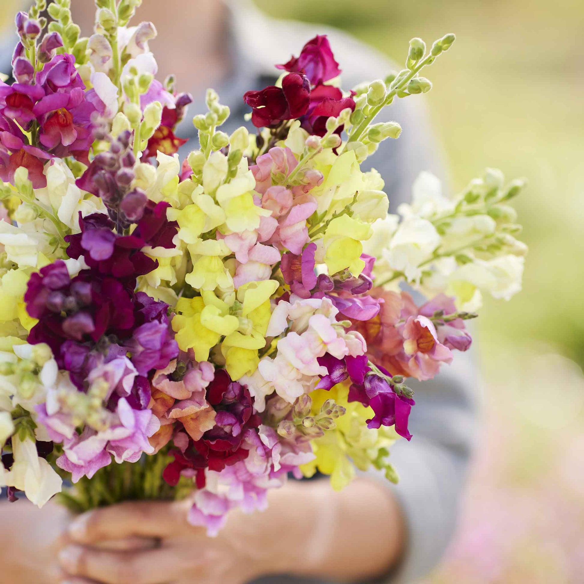 Snapdragon magic carpet mix pink, yellow and red flowers on a blurred background