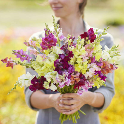 Snapdragon magic carpet mix orange and yellow flowers in bloom on a blurred background