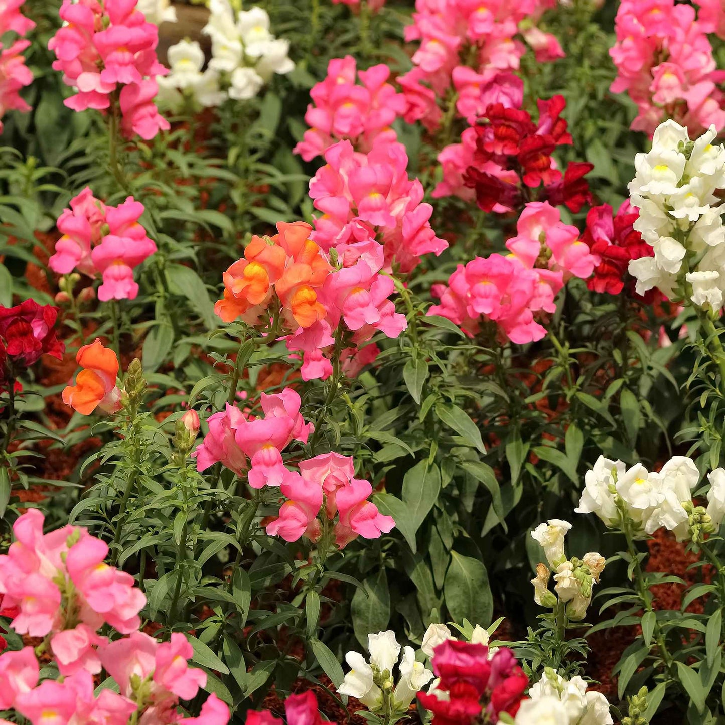 Snapdragon magic carpet mix rainbow colored flowers with a blurred background