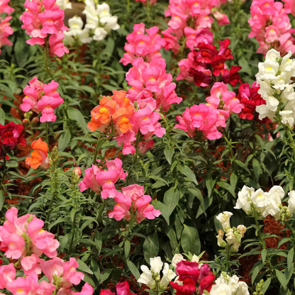 Snapdragon magic carpet mix rainbow colored flowers with a blurred background