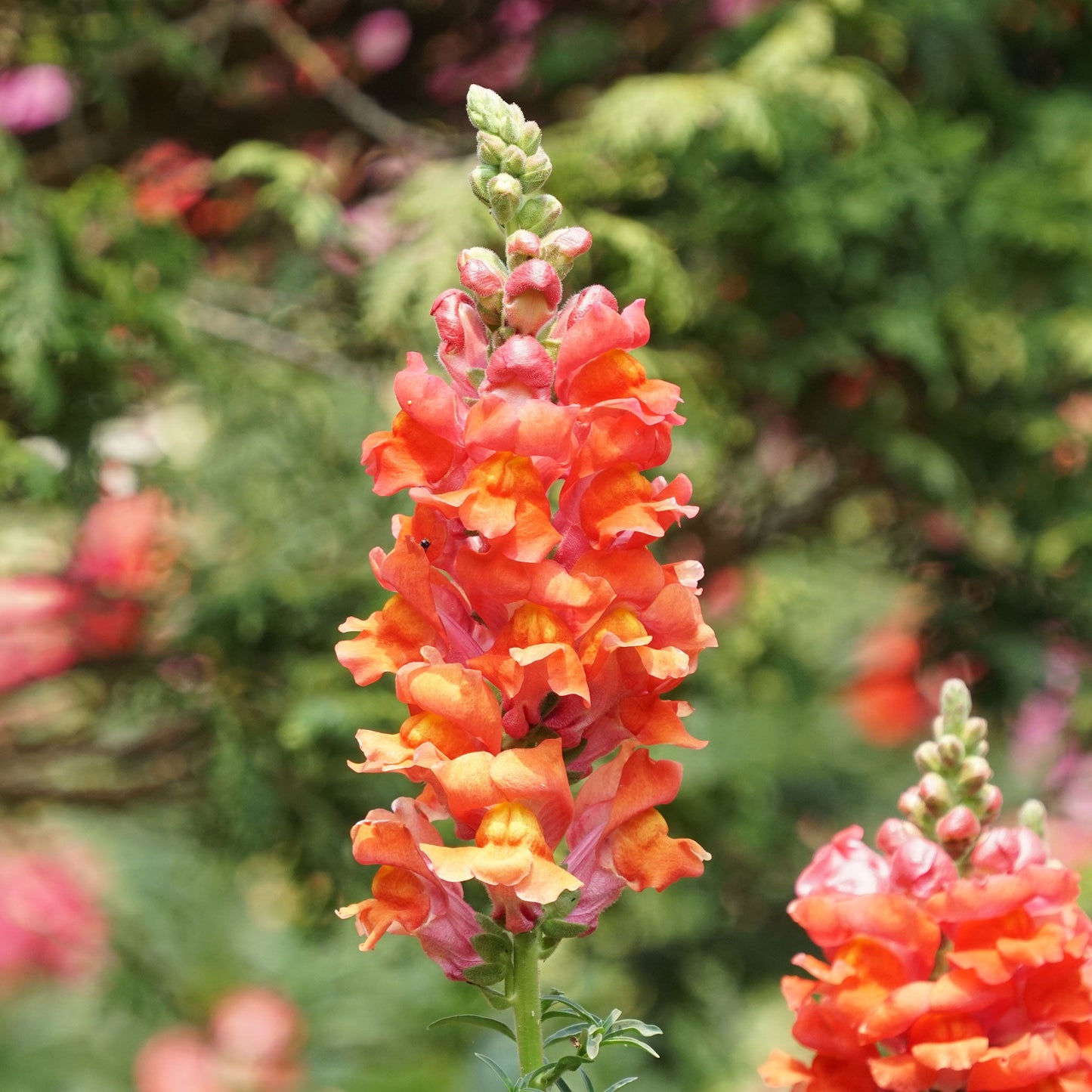 Orange wonder snapdragon bright orange flowers against a soft green background