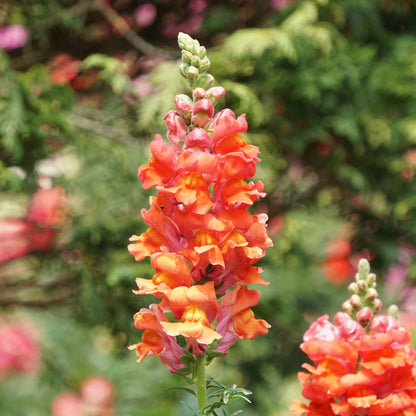 Orange wonder snapdragon bright orange flowers against a soft green background