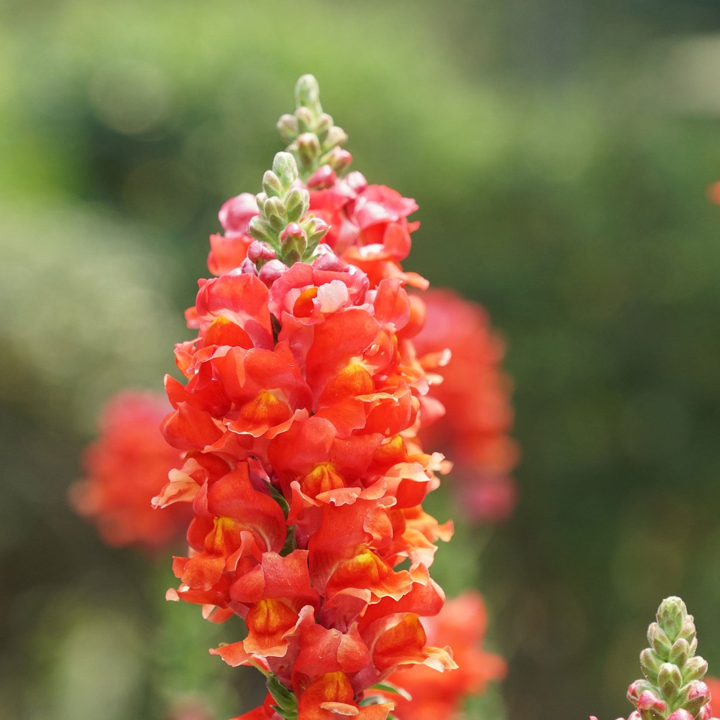 Orange wonder snapdragon vibrant orange flowers with a green leaf background