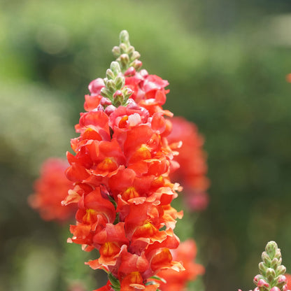 Orange wonder snapdragon vibrant orange flowers with a green leaf background