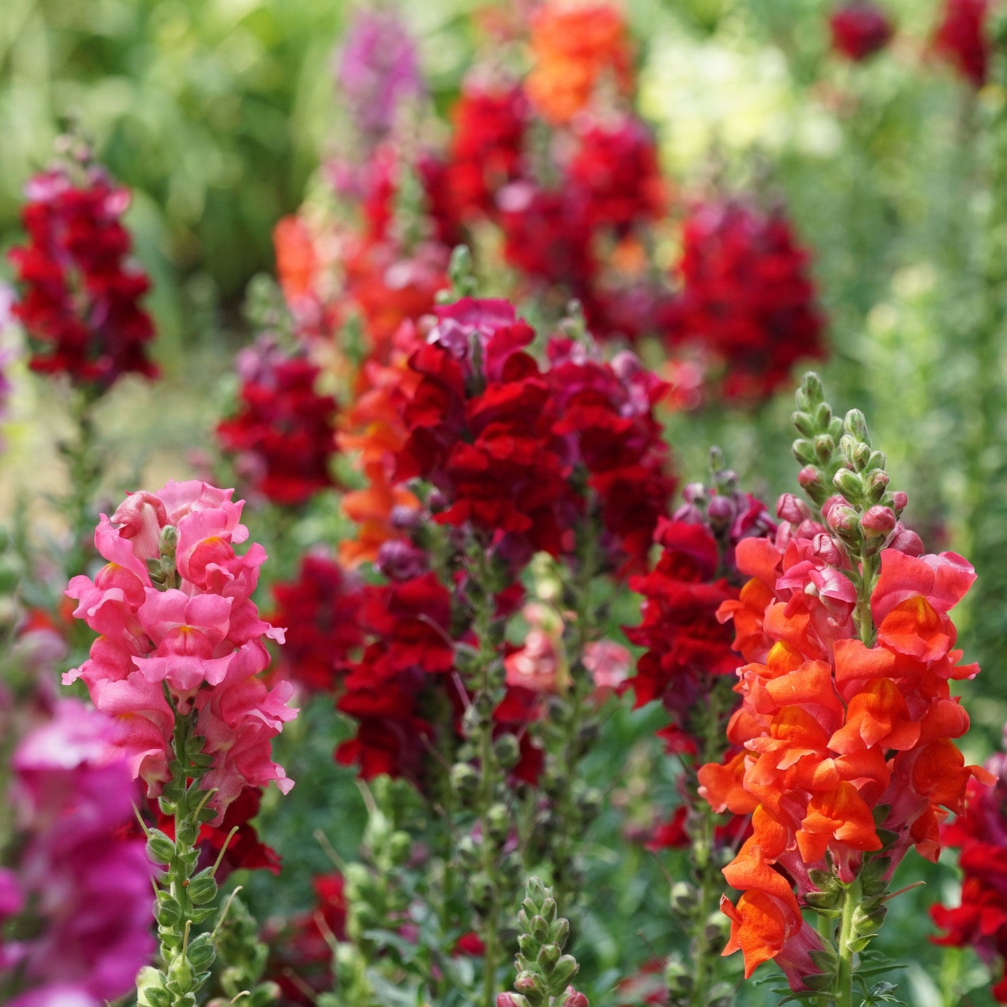 Snapdragon passion mix red and pink flowers in a garden with a blurred background