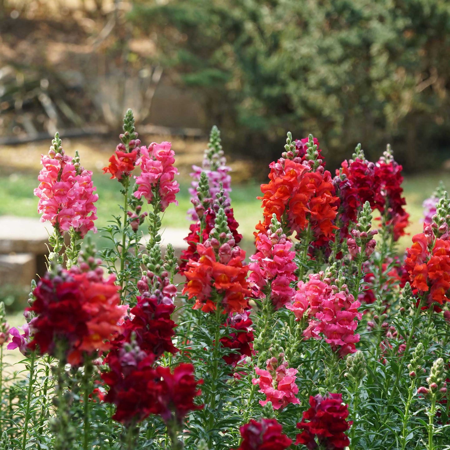 Snapdragon passion mix red flowers standing tall with a blurred garden background