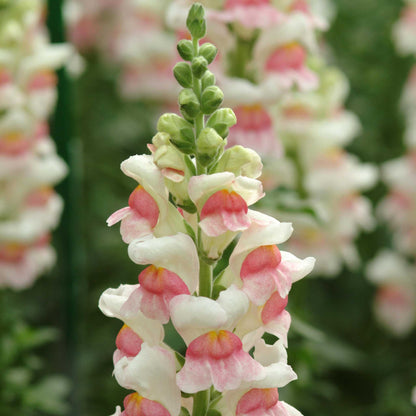 Snapdragon potomac appleblossom light pink flowers against a blurred background
