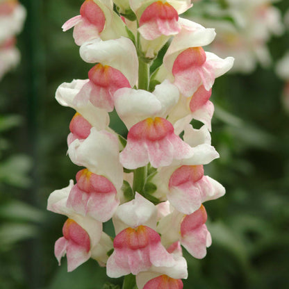 Snapdragon potomac appleblossom light pink flowers with a soft blurred background