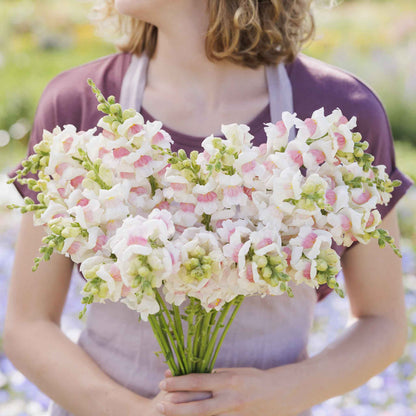 Snapdragon potomac appleblossom light pink flowers held with a blurred background