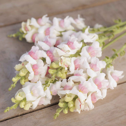 Snapdragon potomac appleblossom light pink flowers in a green garden background