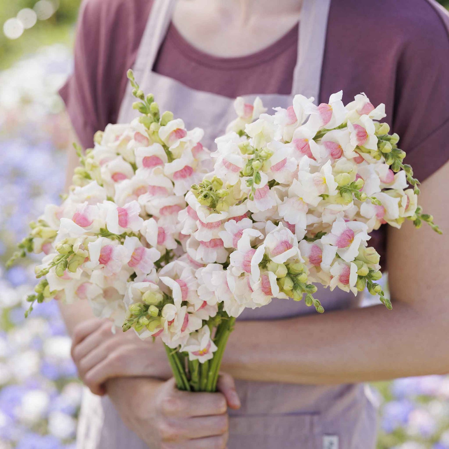 Snapdragon potomac appleblossom pink and white flowers in a garden background