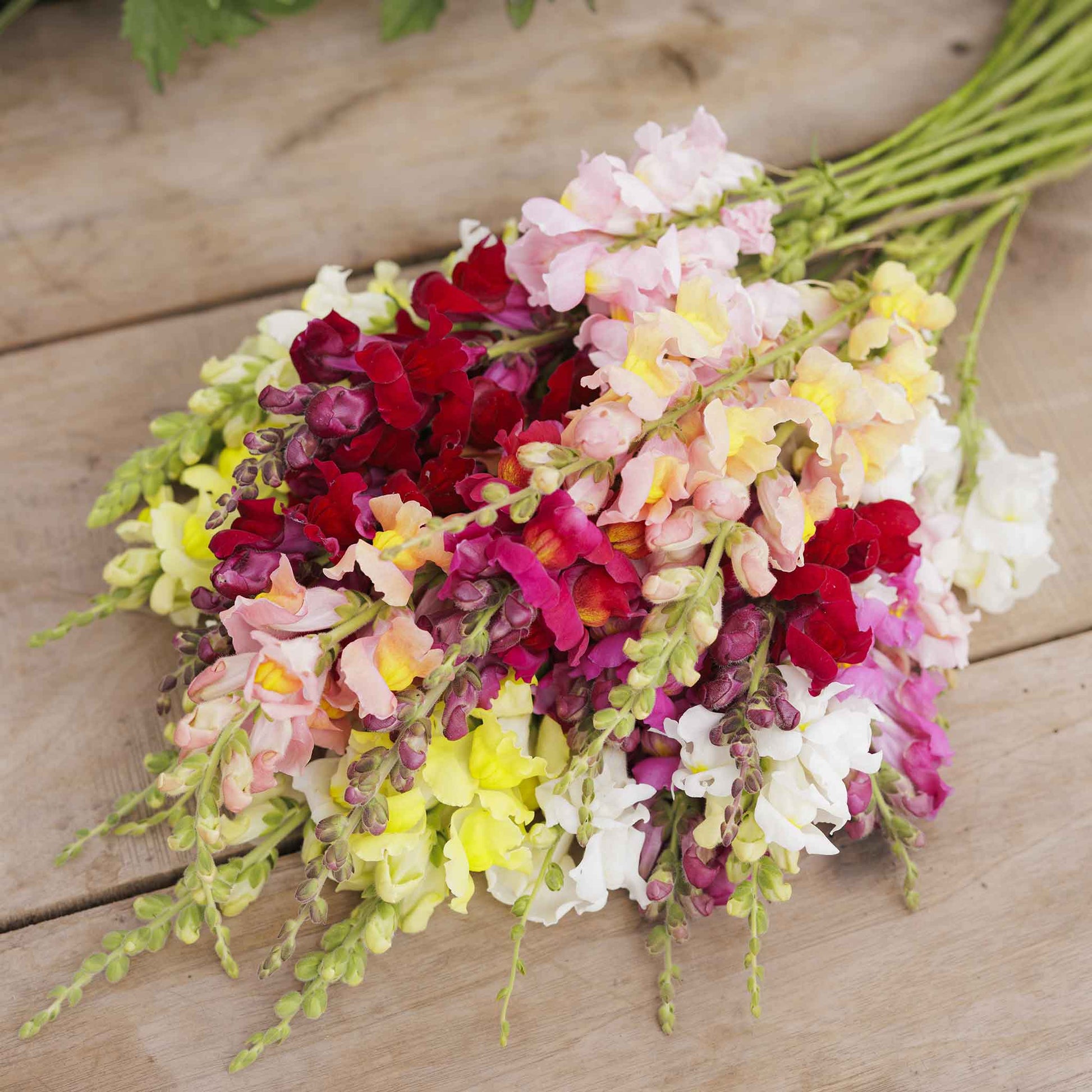 Snapdragon rainbow mix colorful bouquet held by person on a blurred background