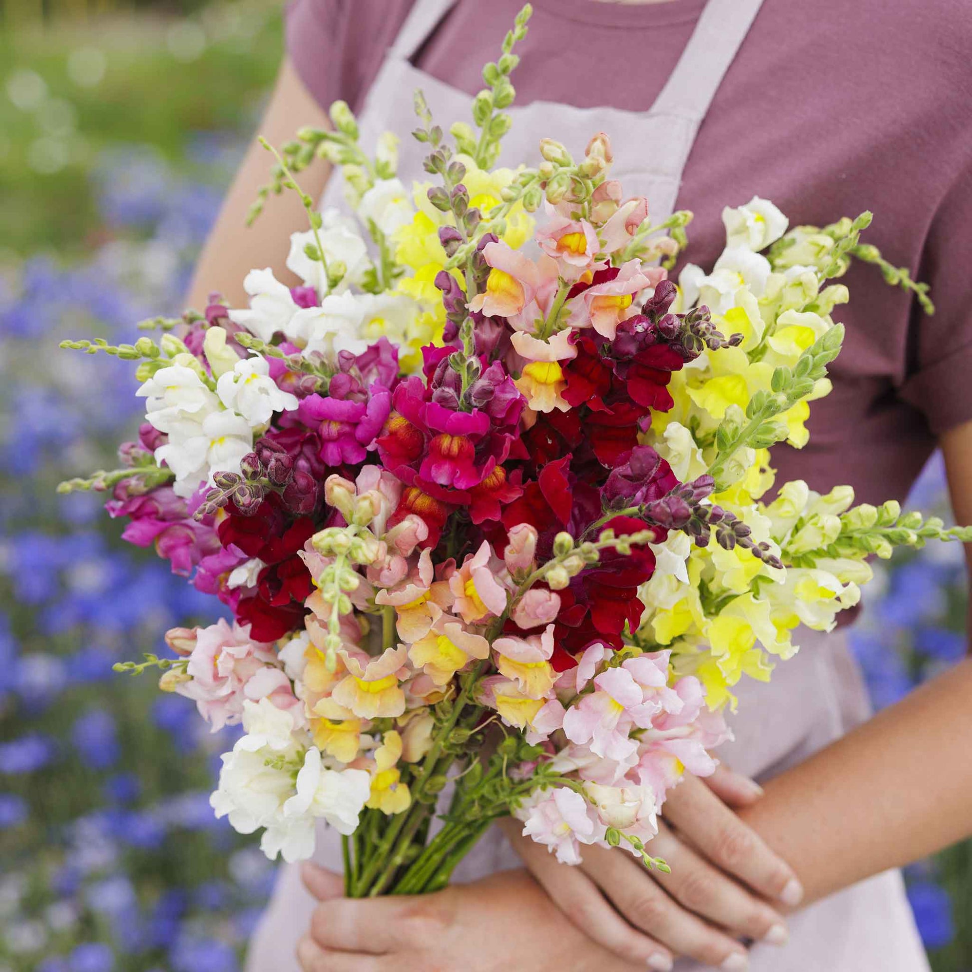 Snapdragon rainbow mix pink, yellow and orange blooms on a blurred background