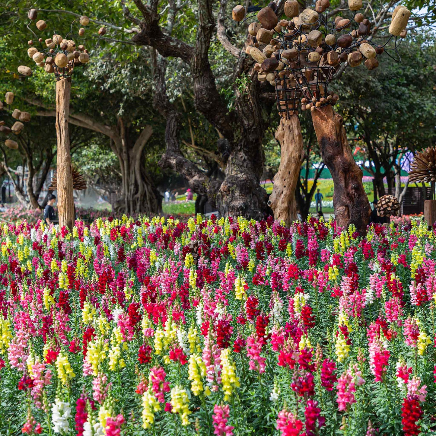 Snapdragon rainbow mix multicolored flowers growing in a green garden background