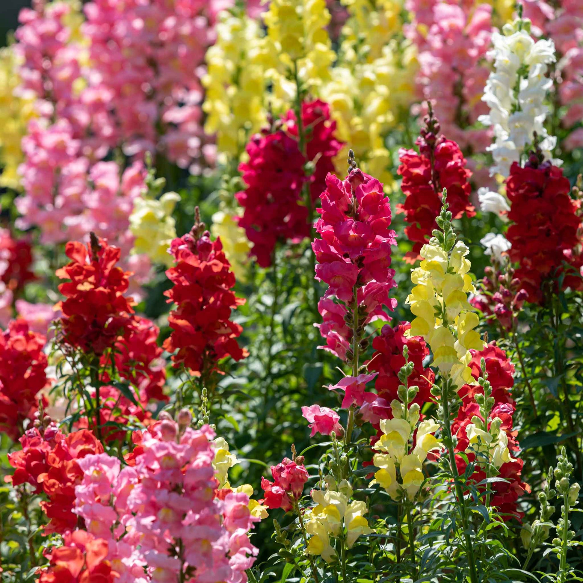 Snapdragon rainbow mix red, pink and yellow flowers with a blurred background