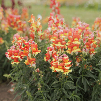 Snapdragon rembrandt red flowers in close-up bloom with a green background