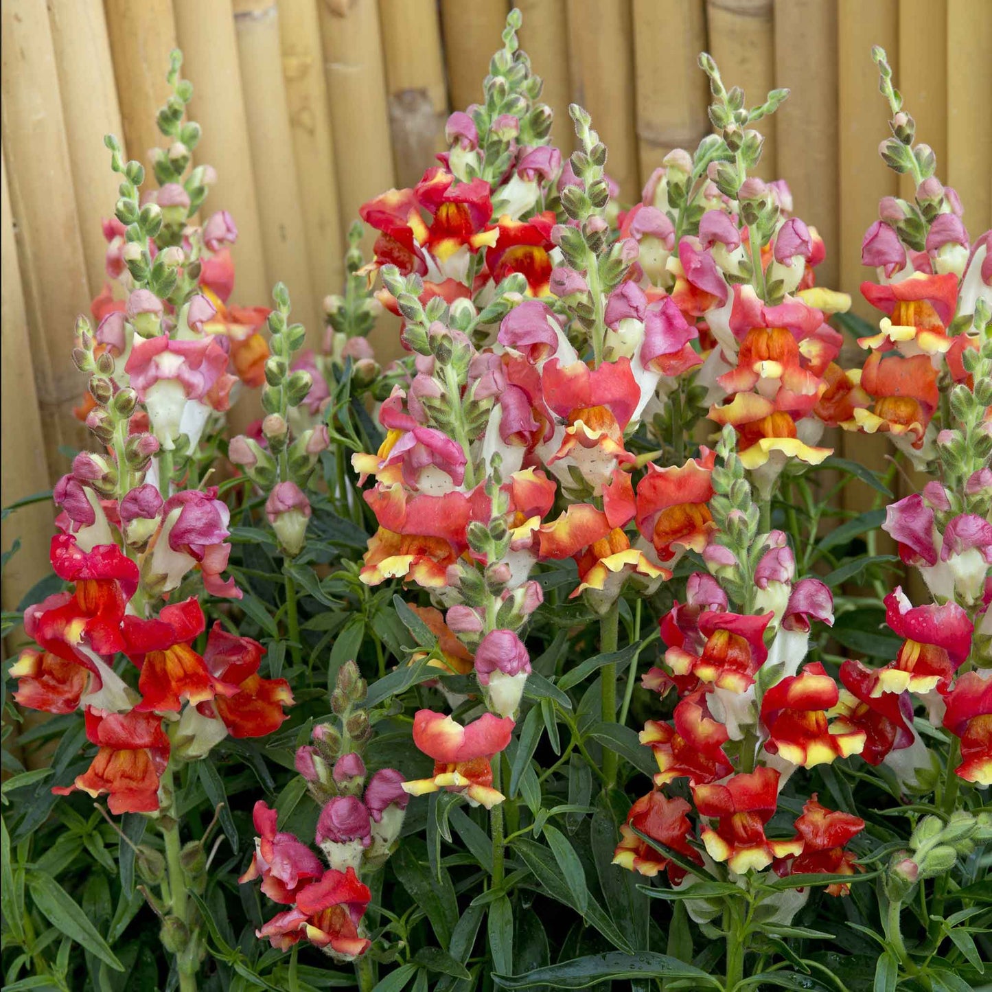 Snapdragon rembrandt red flowers in shades with a lush green foliage background