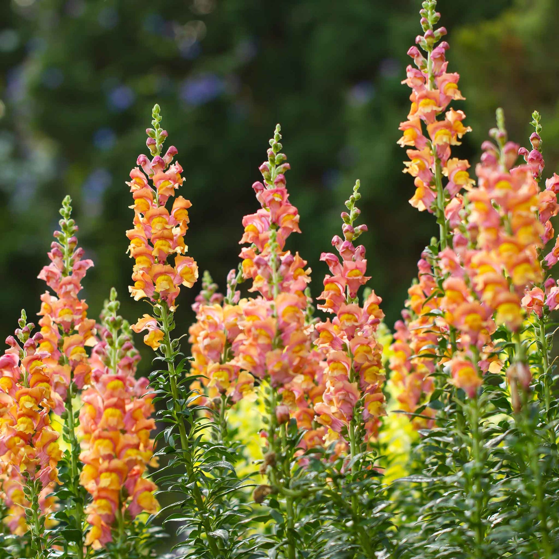 A close-up of a rocket bronze snapdragon flower, showcasing its unique shape and warm, earthy color.