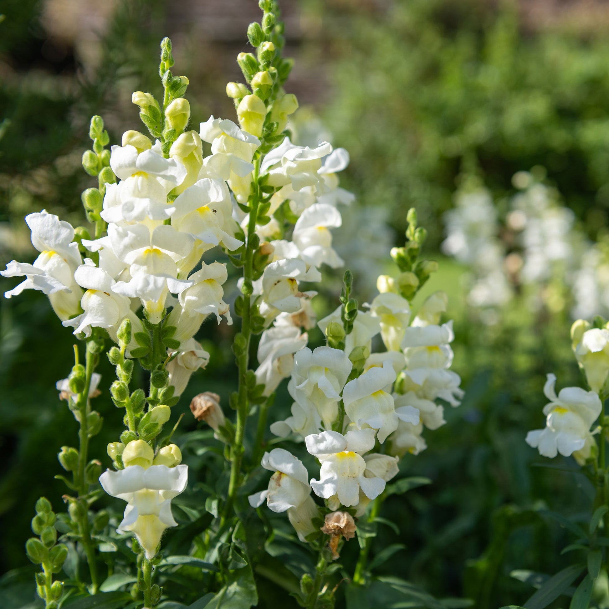 Snowflake snapdragon white flowers with green stems growing in a garden background