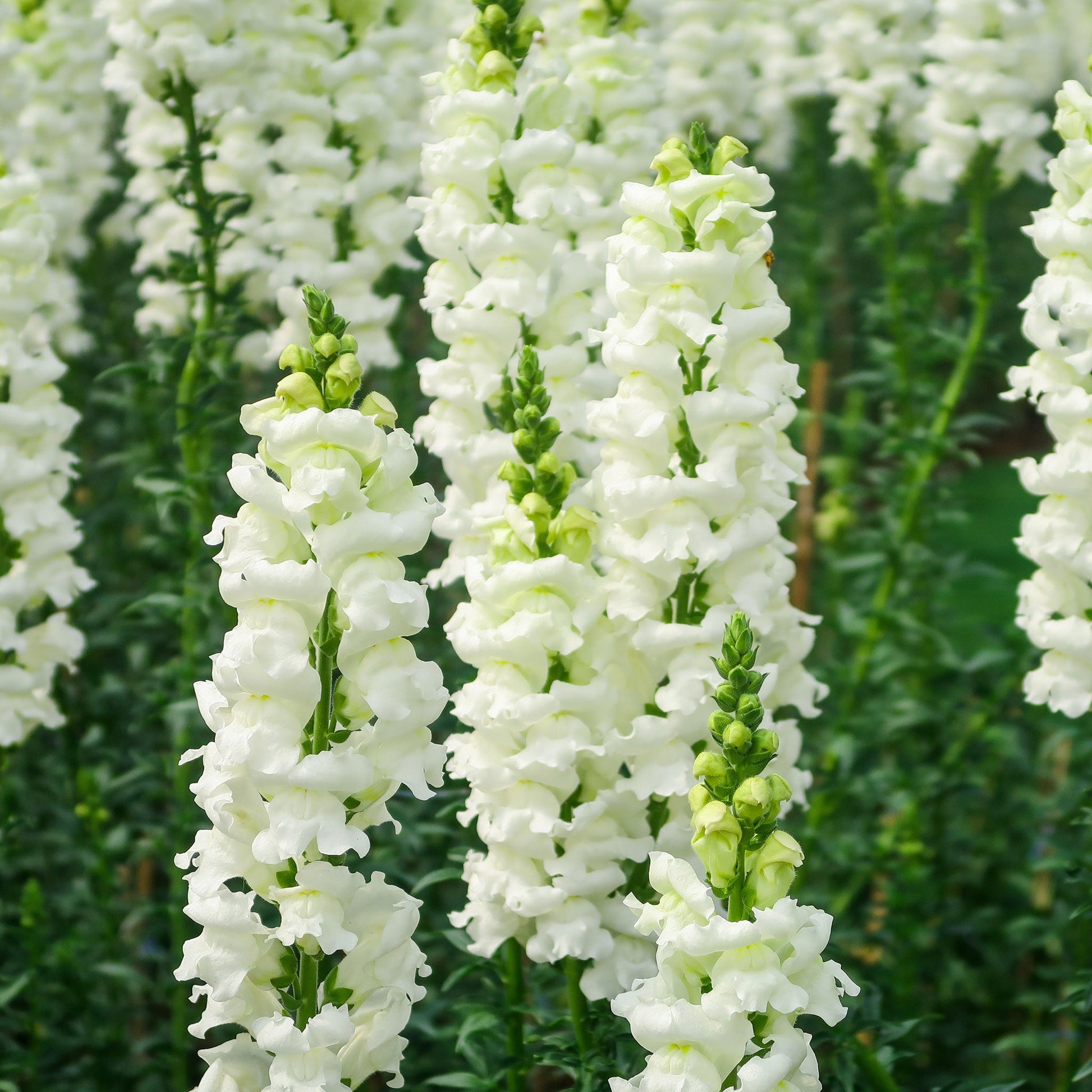 Snowflake snapdragon white flowers in close-up with a green leafy background