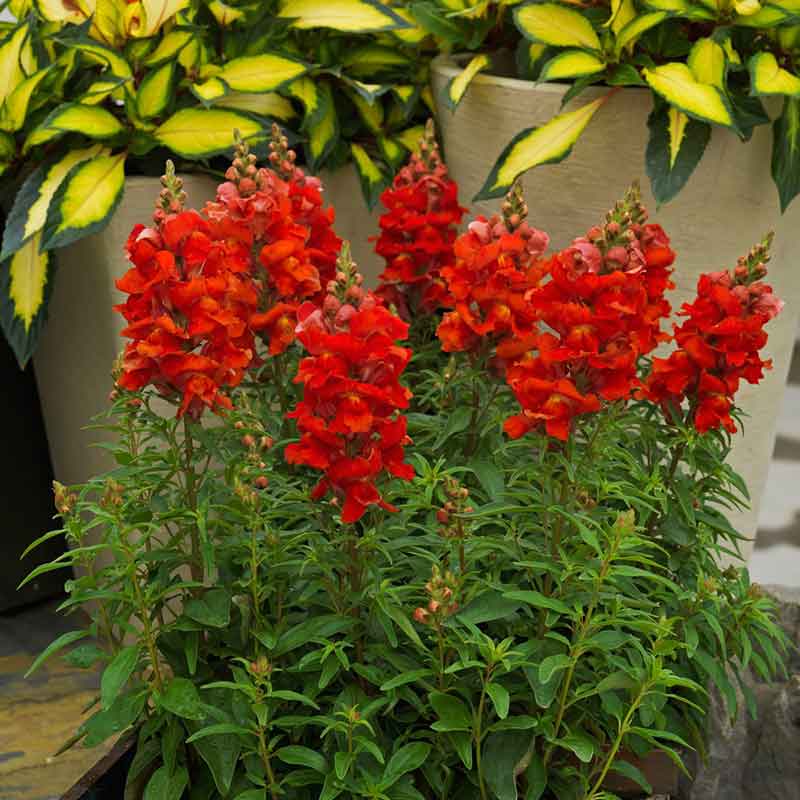Snapdragon sonnet orange scarlet red flowers in bloom with a green stem background