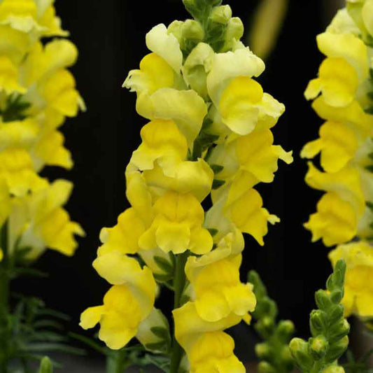 Snapdragon sonnet yellow mixed color flowers with open petals on a blurred background