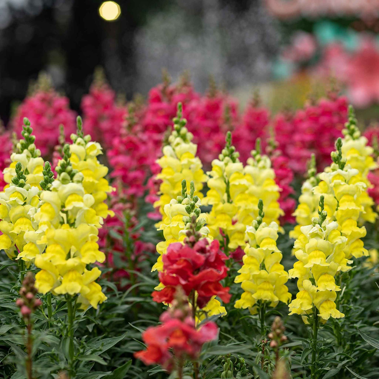Snapdragon sonnet yellow bright yellow flowers with a green blurred background