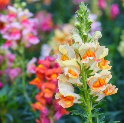 Snapdragon tetra mix colorful flowers in a garden with a blurred background