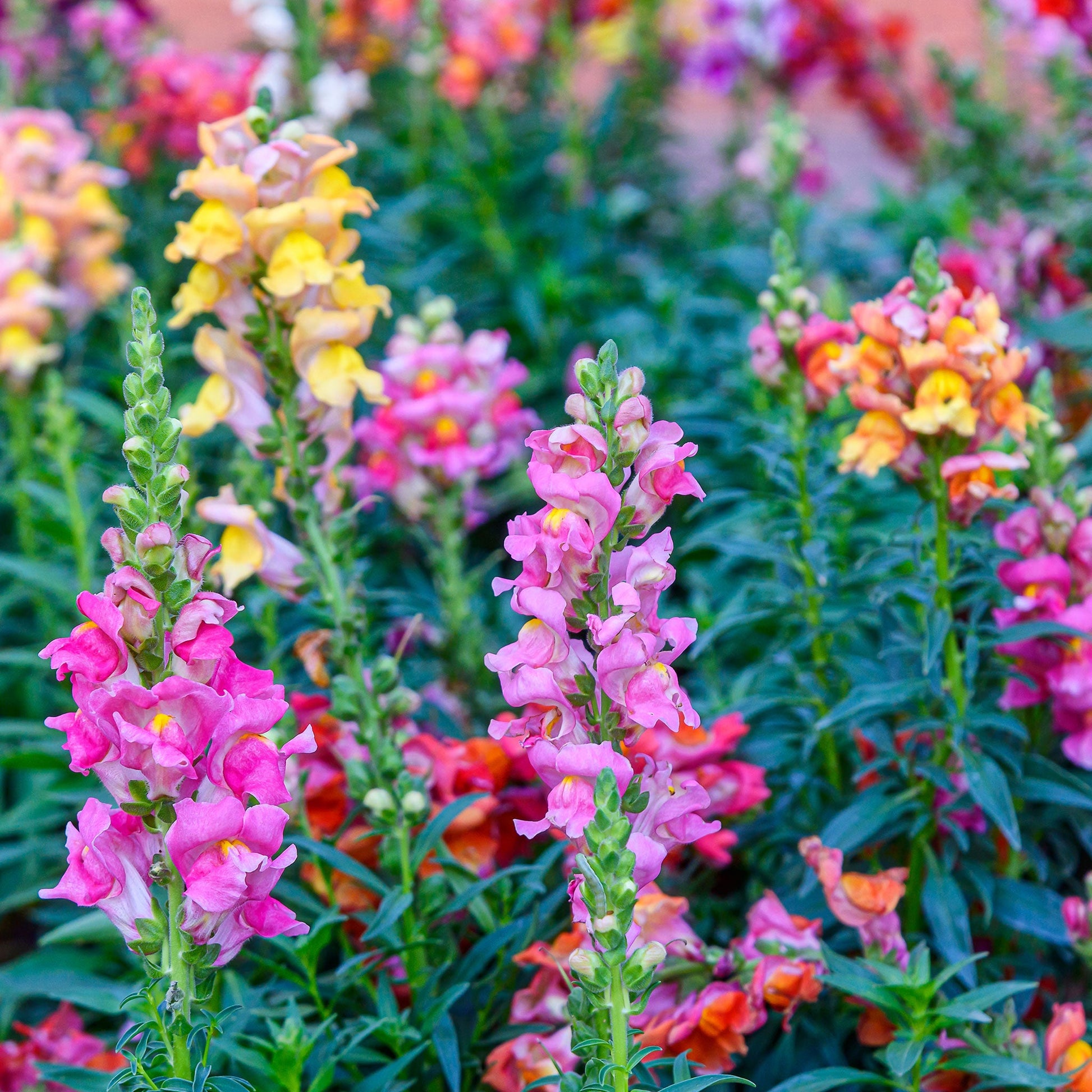 Snapdragon tetra mix red, orange and yellow flowers in full bloom on blurred background