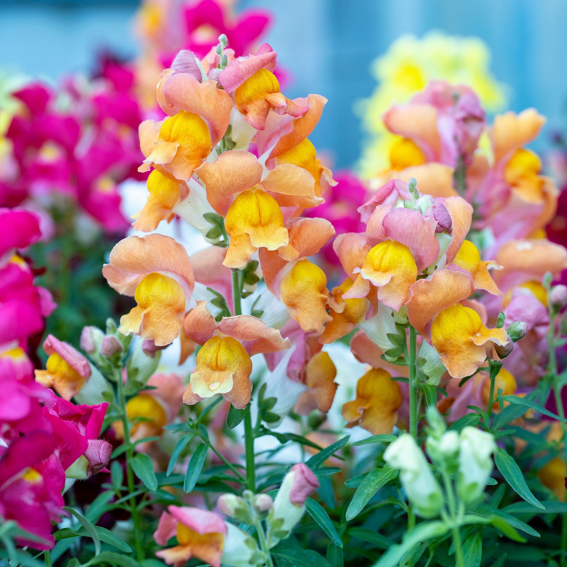Snapdragon tetra mix white flowers with green foliage on a blurred background