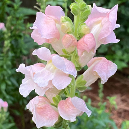 A vibrant rose snapdragon with multiple blooms on a single stem.