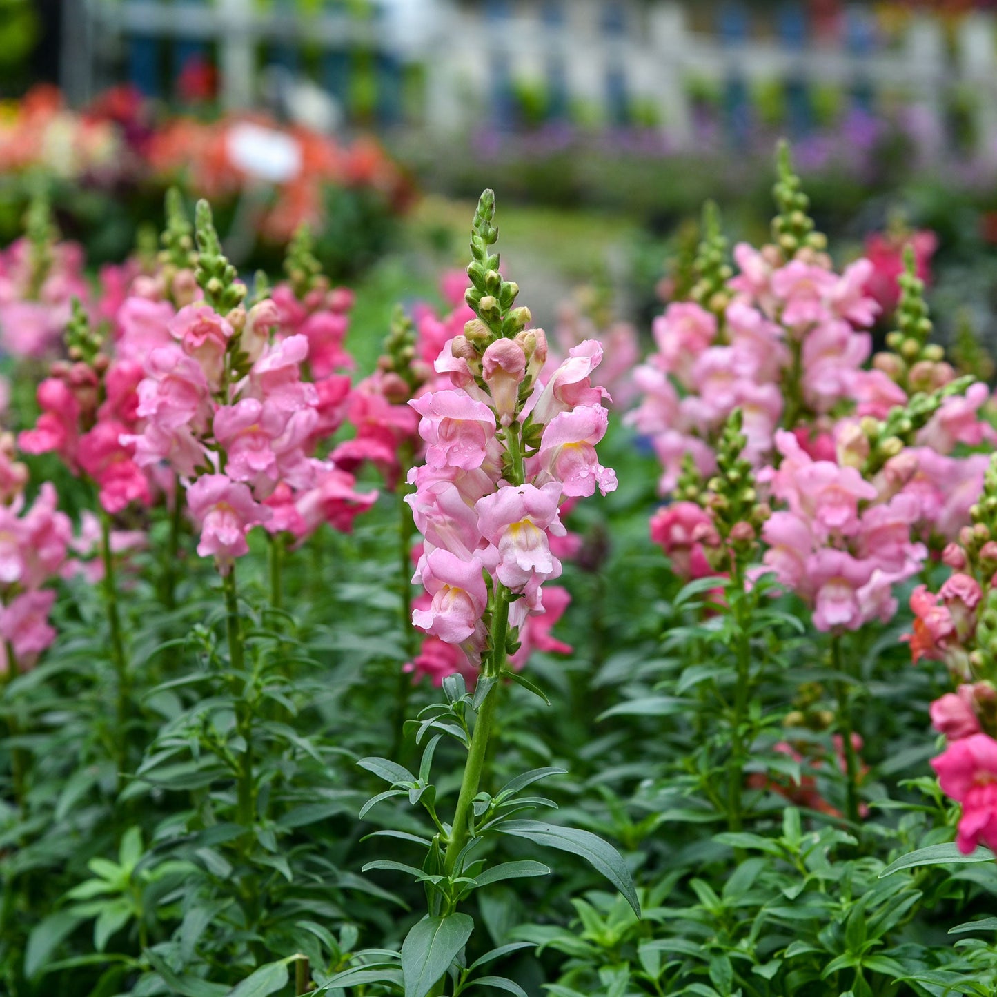 A close-up shot of several bright rose snapdragon flowers with green stems against a blurry green background.