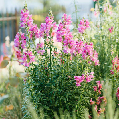 A vibrant close-up of the rose snapdragon flower with green foliage in the background.