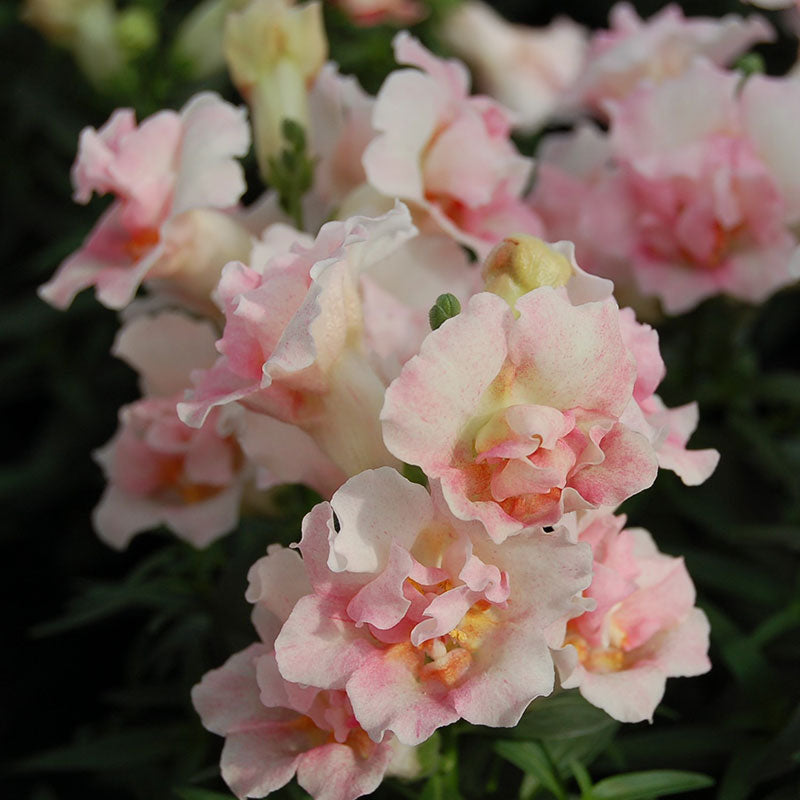 Snapdragon twinny appleblossom pink blooms in various shades on a blurred background