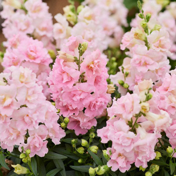 Snapdragon twinny appleblossom pink and white flowers with a soft blurred background
