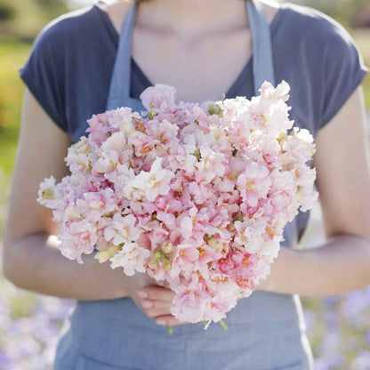 Snapdragon twinny appleblossom pink flowers held by person on a blurred background