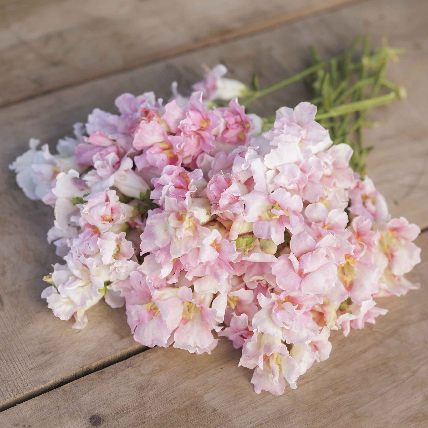 Snapdragon twinny appleblossom pink flowers with white centers on green background