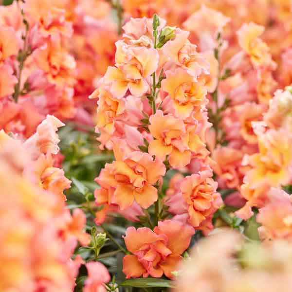 Snapdragon twinny bronze shades orange and bronze flowers on a green leafy background