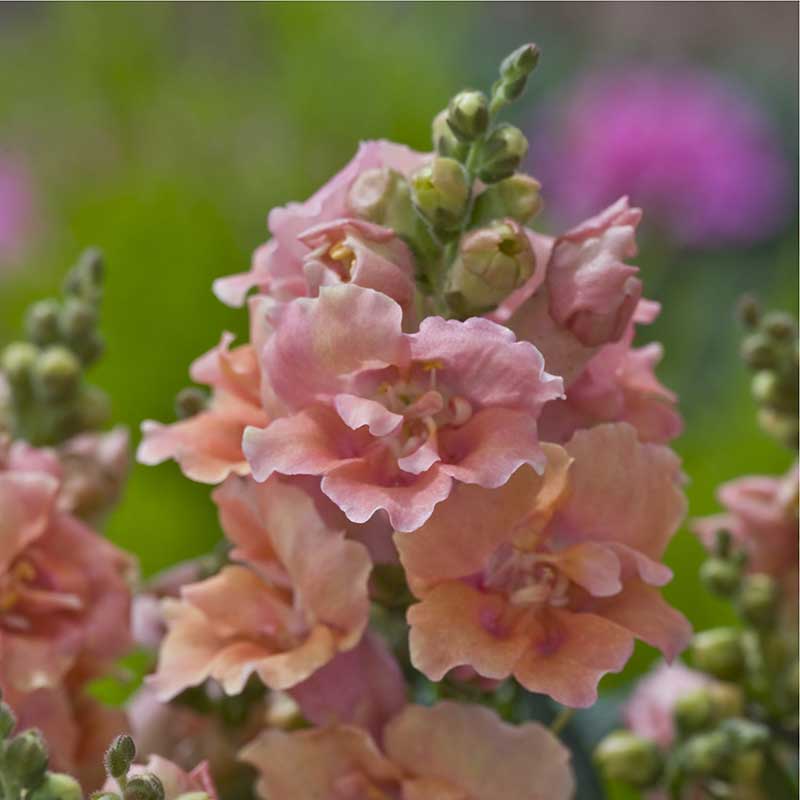 Snapdragon twinny peach light peach flowers with green stem on a blurred background