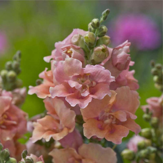 Snapdragon twinny peach light peach flowers with green stem on a blurred background