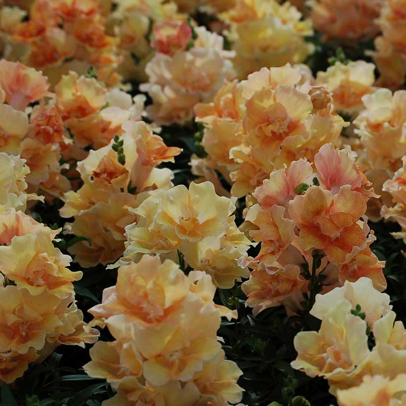 Snapdragon twinny peach orange and pink flowers with a green foliage background